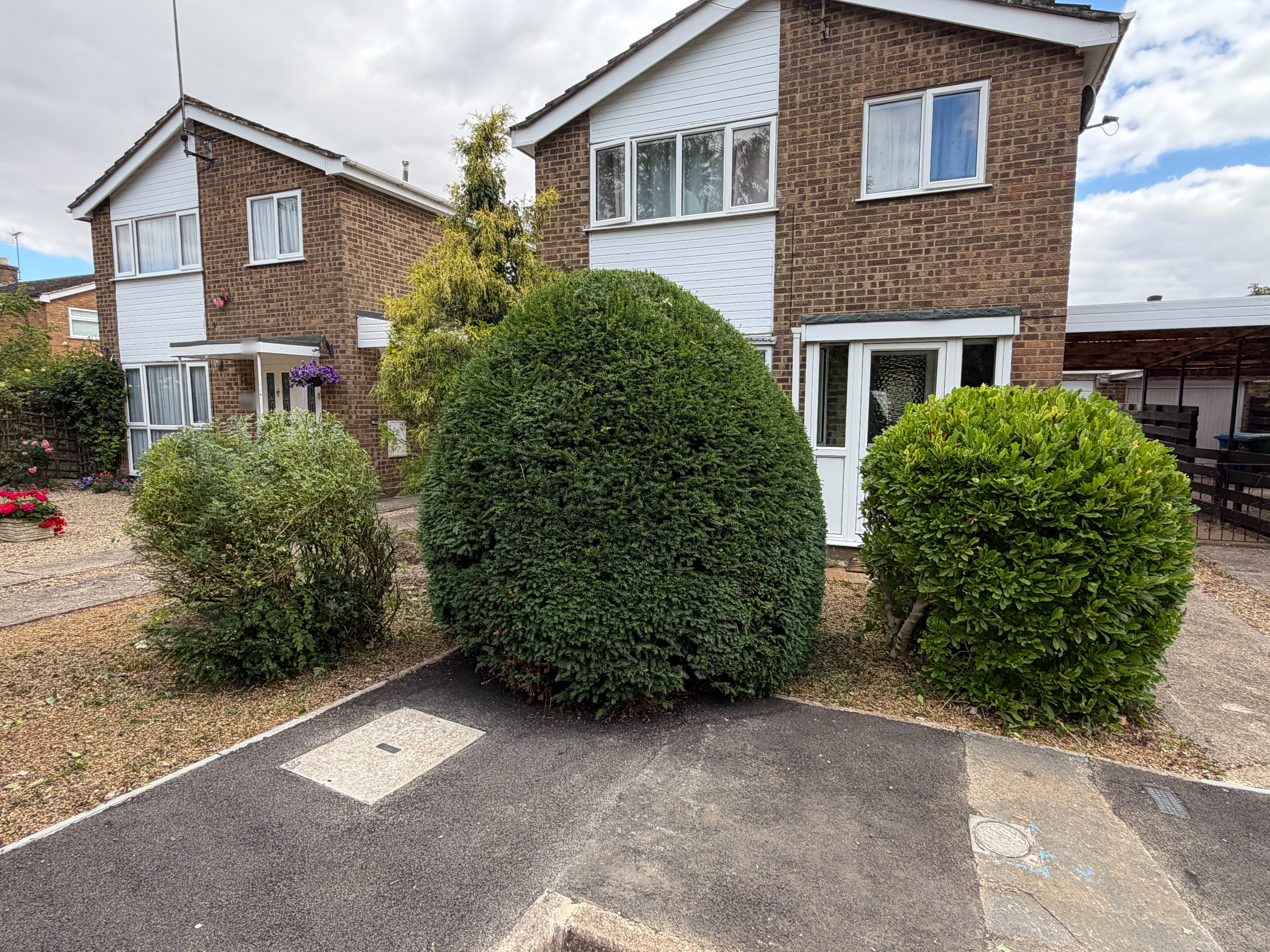Freshly shaped evergreen garden hedge