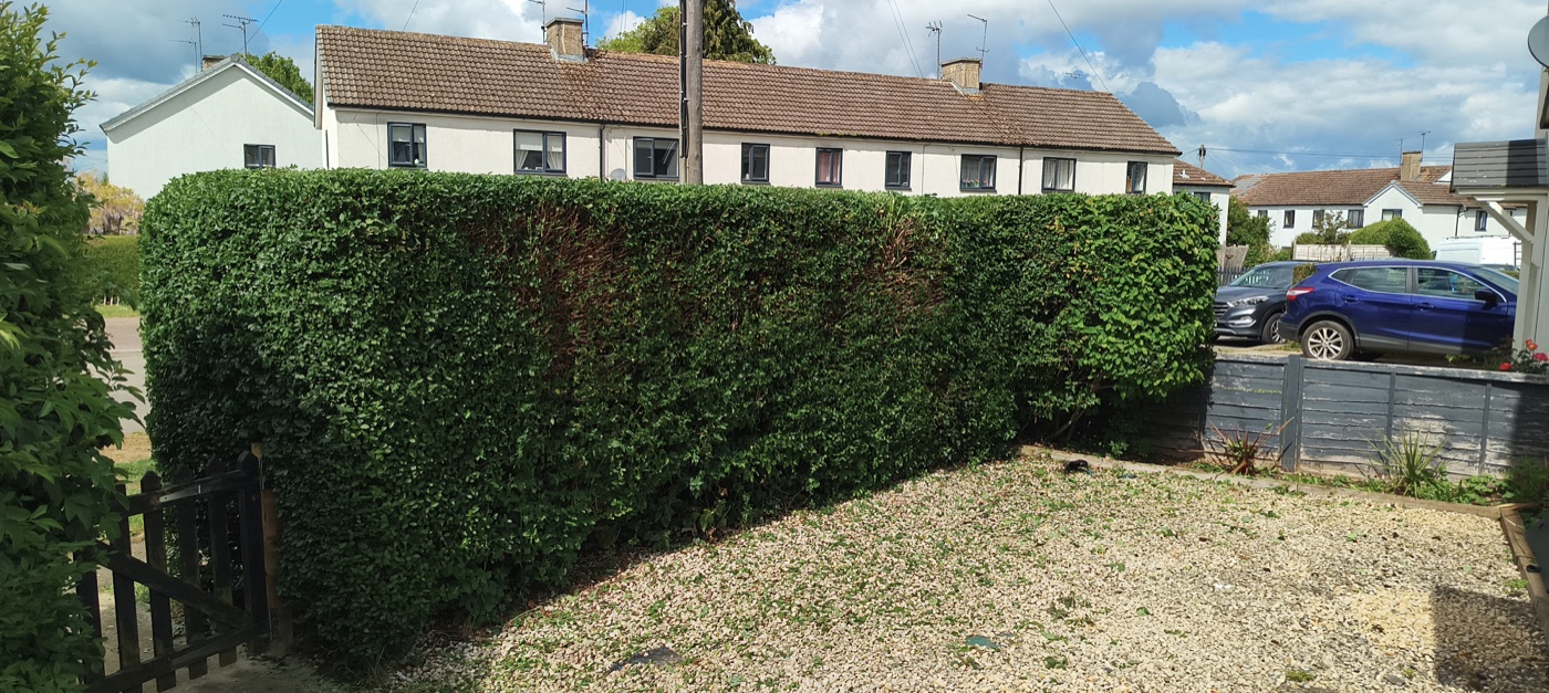 After photo of front hedge trimmed and shaped