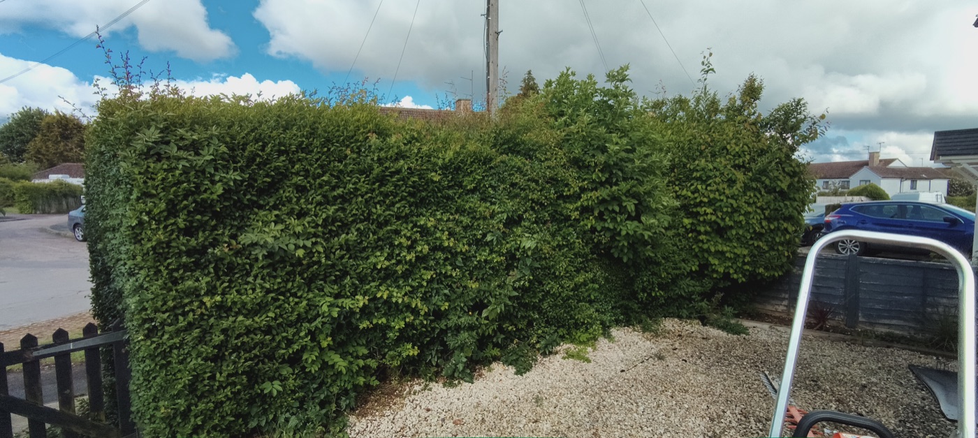 Before photo of front hedge needing trimming