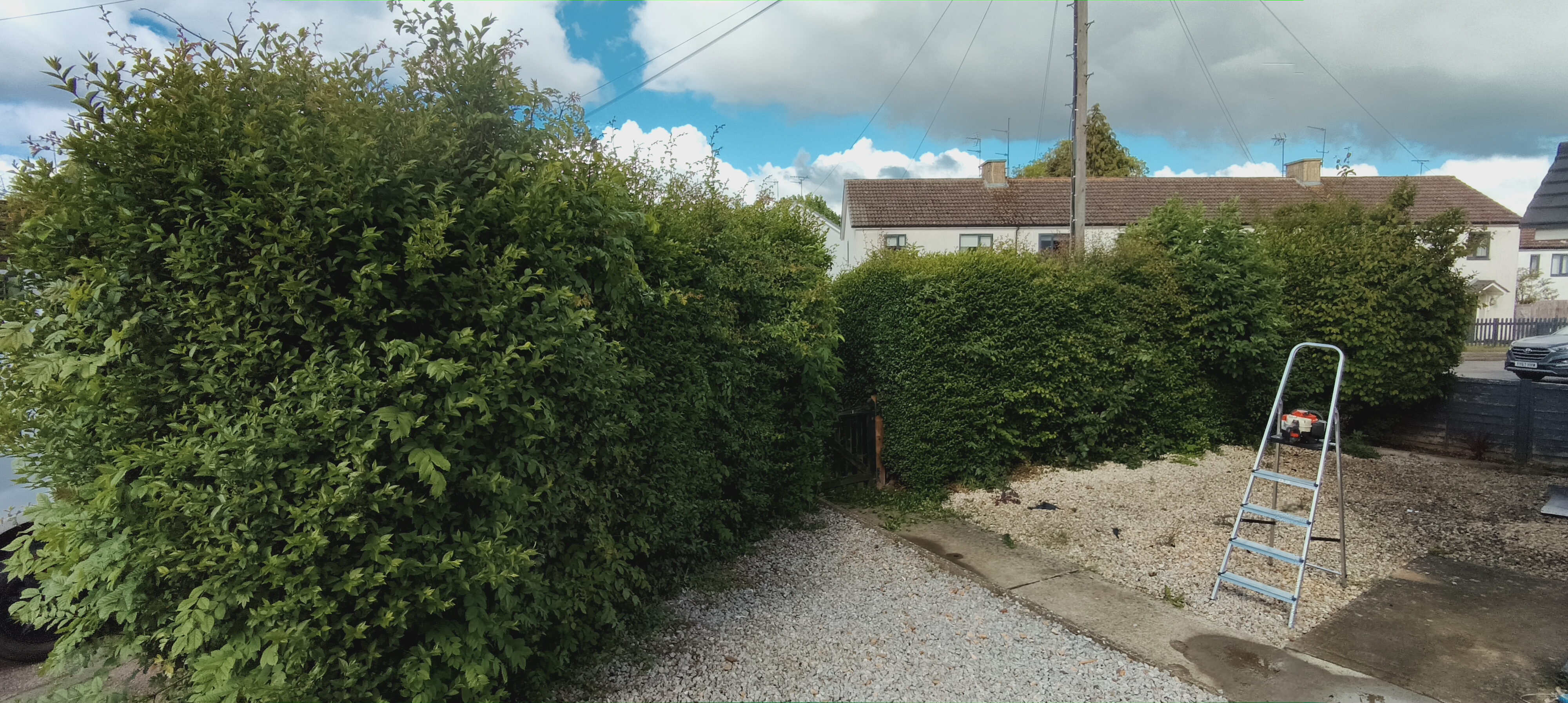Before: front hedge before reduction and reshaping