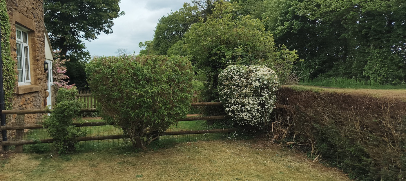 After photo of front hedges trimmed and shaped