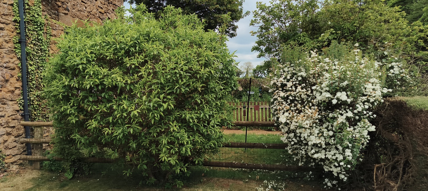 Before photo of front hedges needing trimming