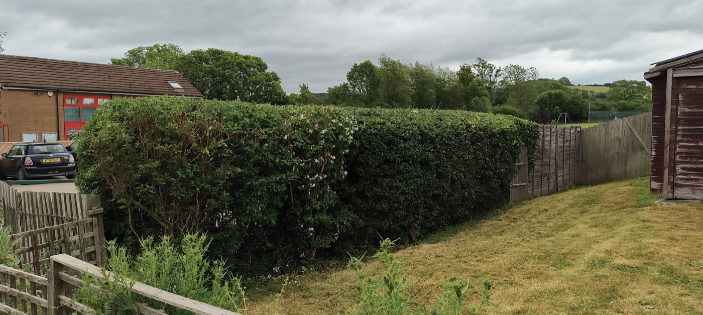 After photo of garden hedge shaped and tidied