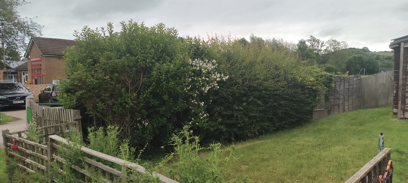 Before photo of garden hedge beside a path