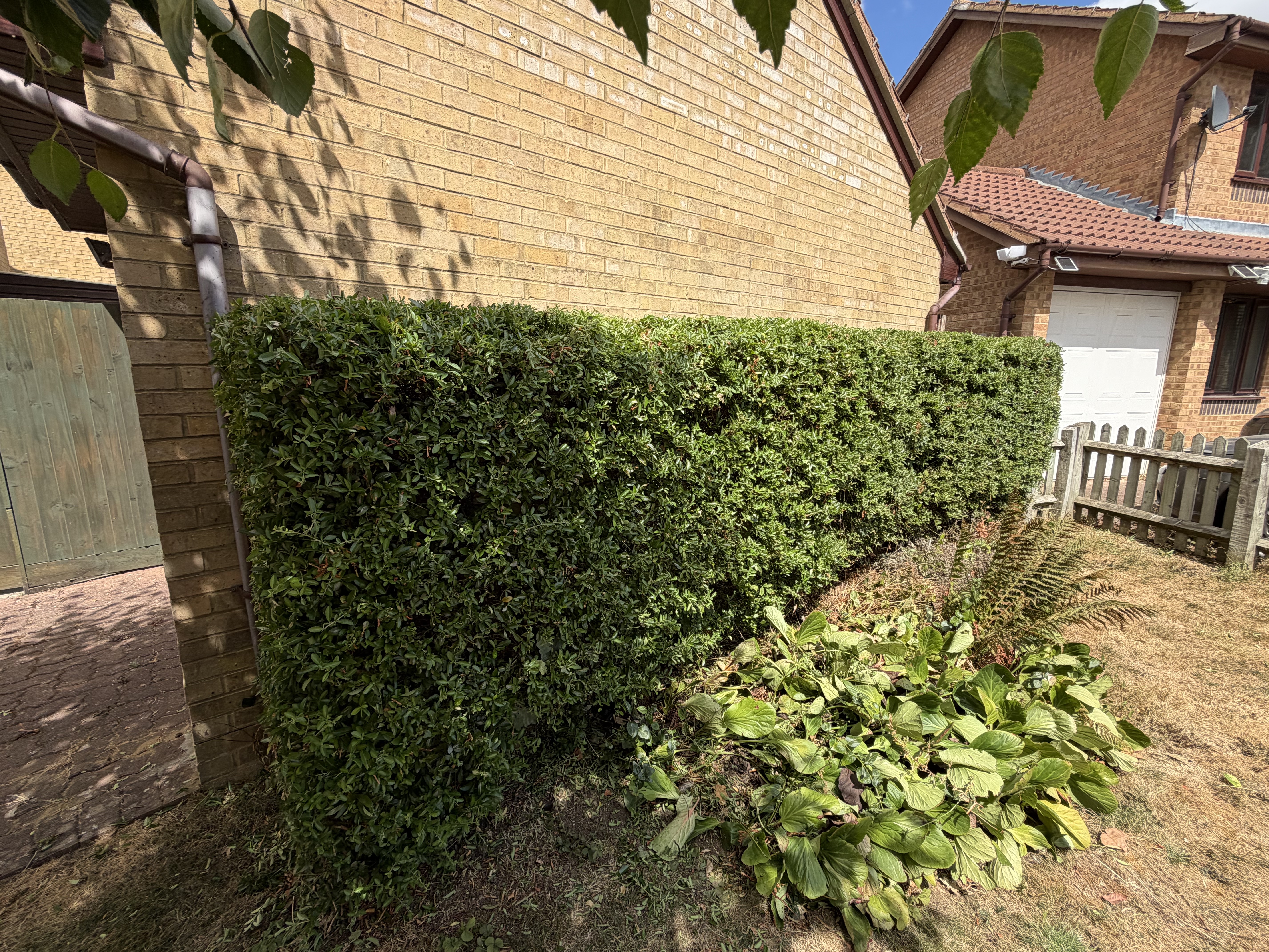 Evergreen boundary hedge after trimming and shaping