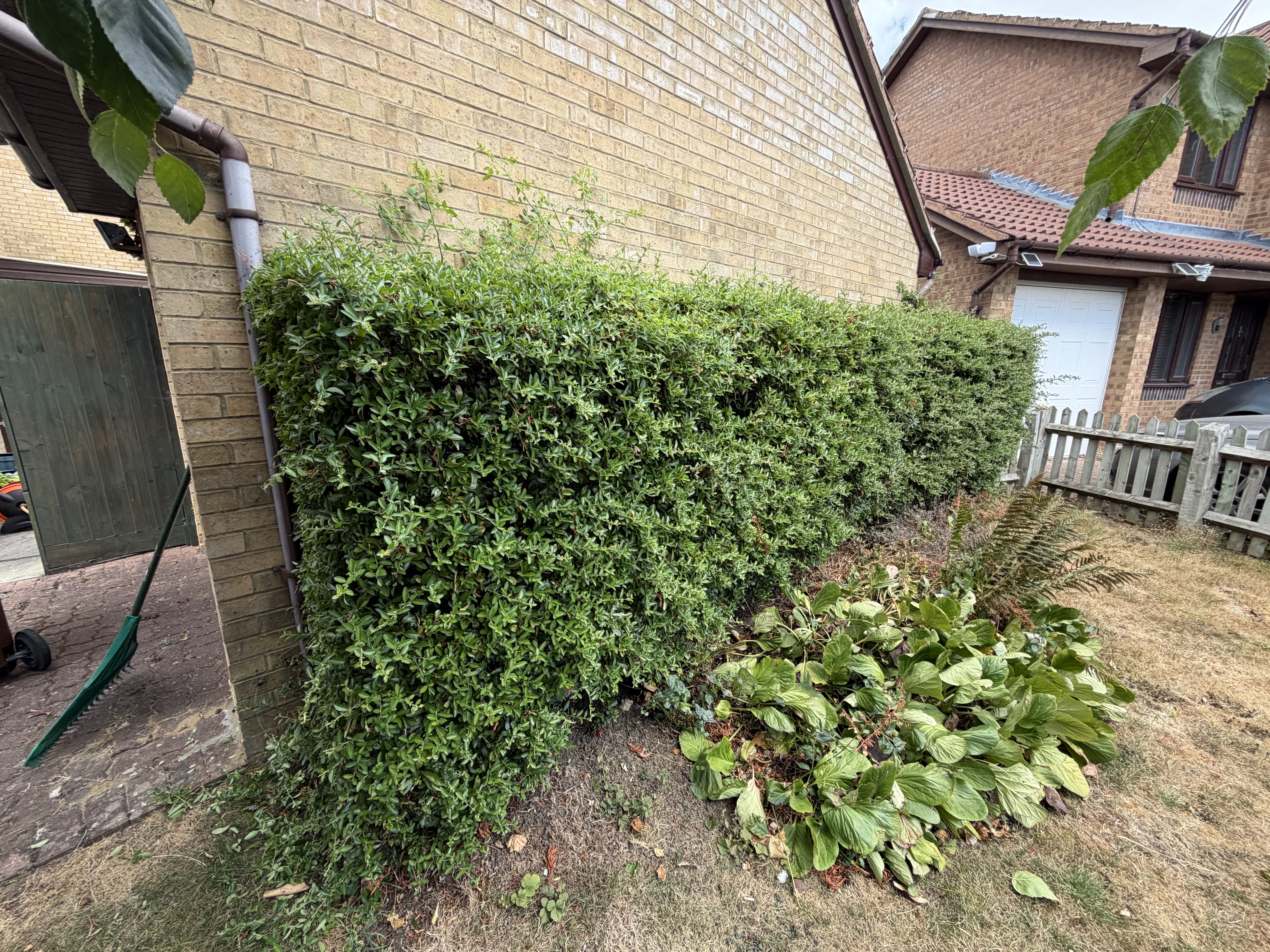 Evergreen boundary hedge before shaping