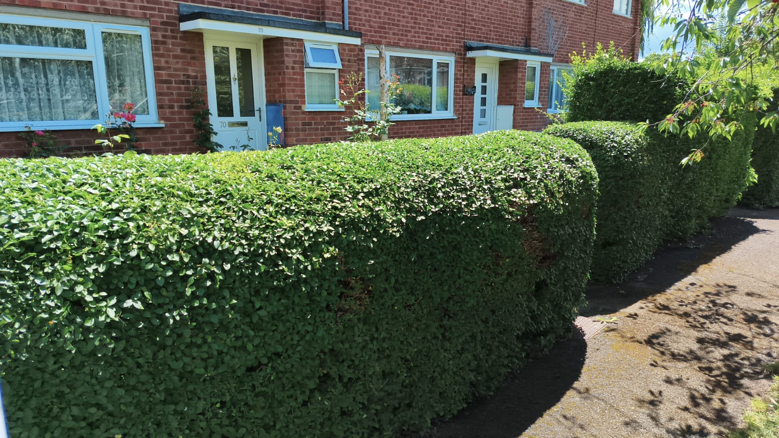 Rounded hedge shaping with a tidy finished edge
