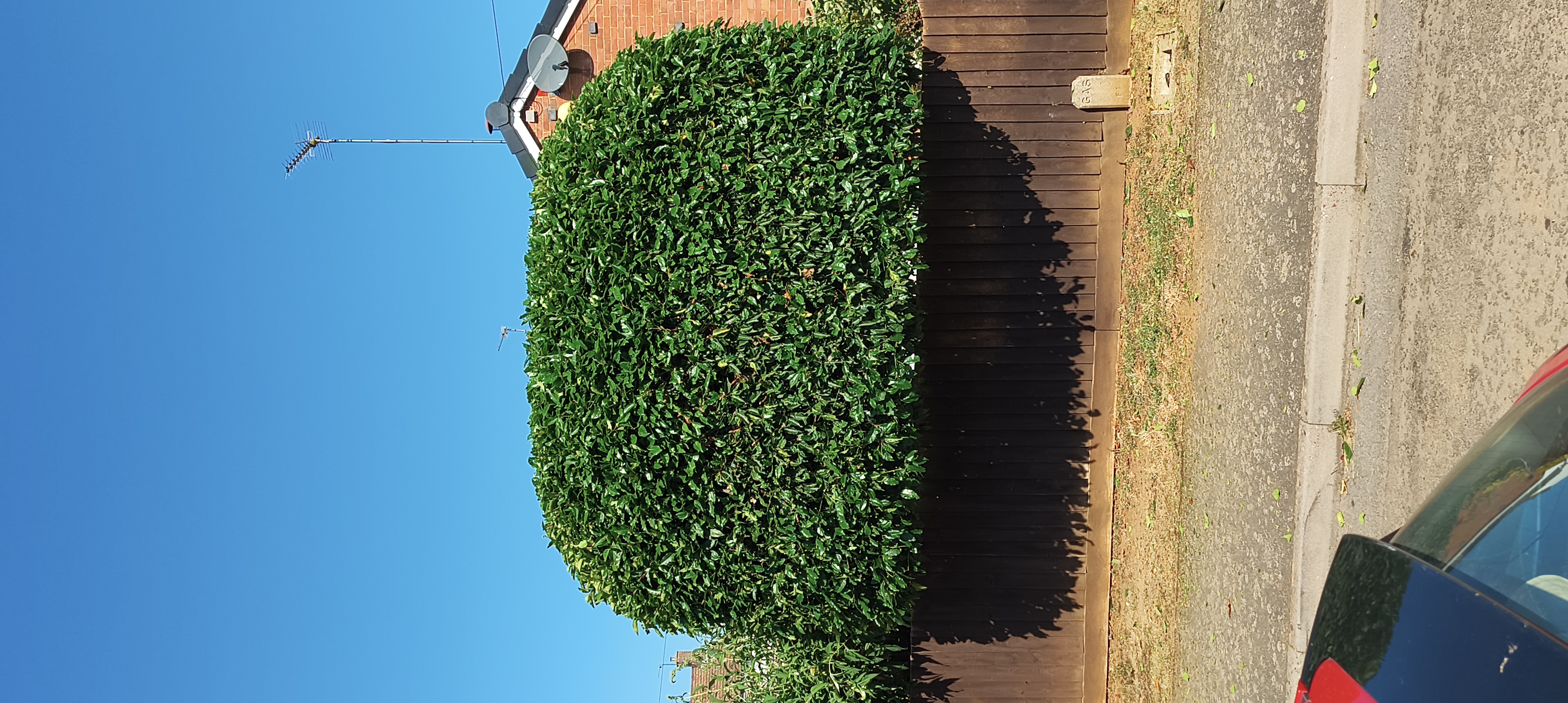 Neatly shaped hedge shown from a different angle