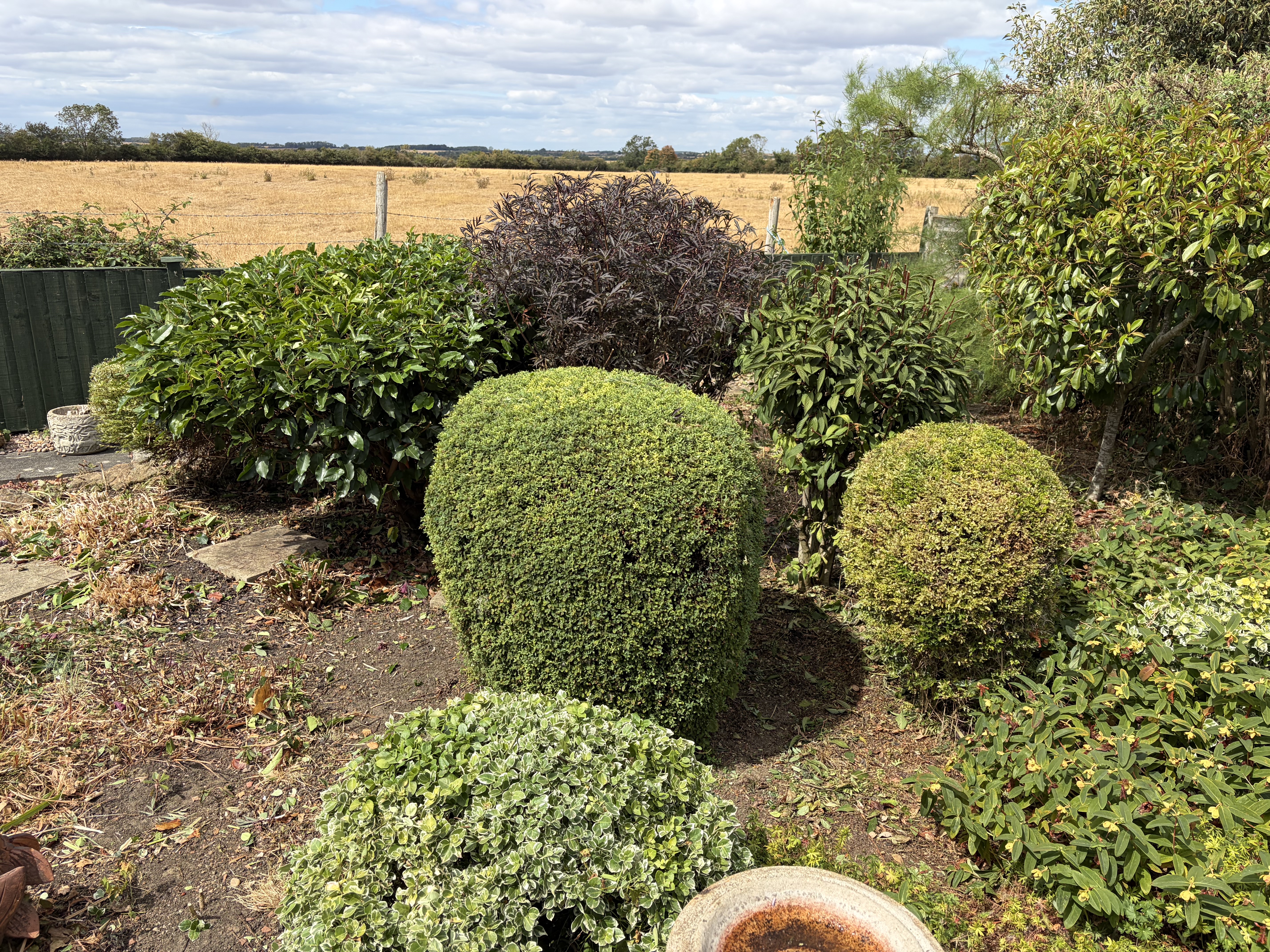 Neatly trimmed mixed garden shrubs and hedging