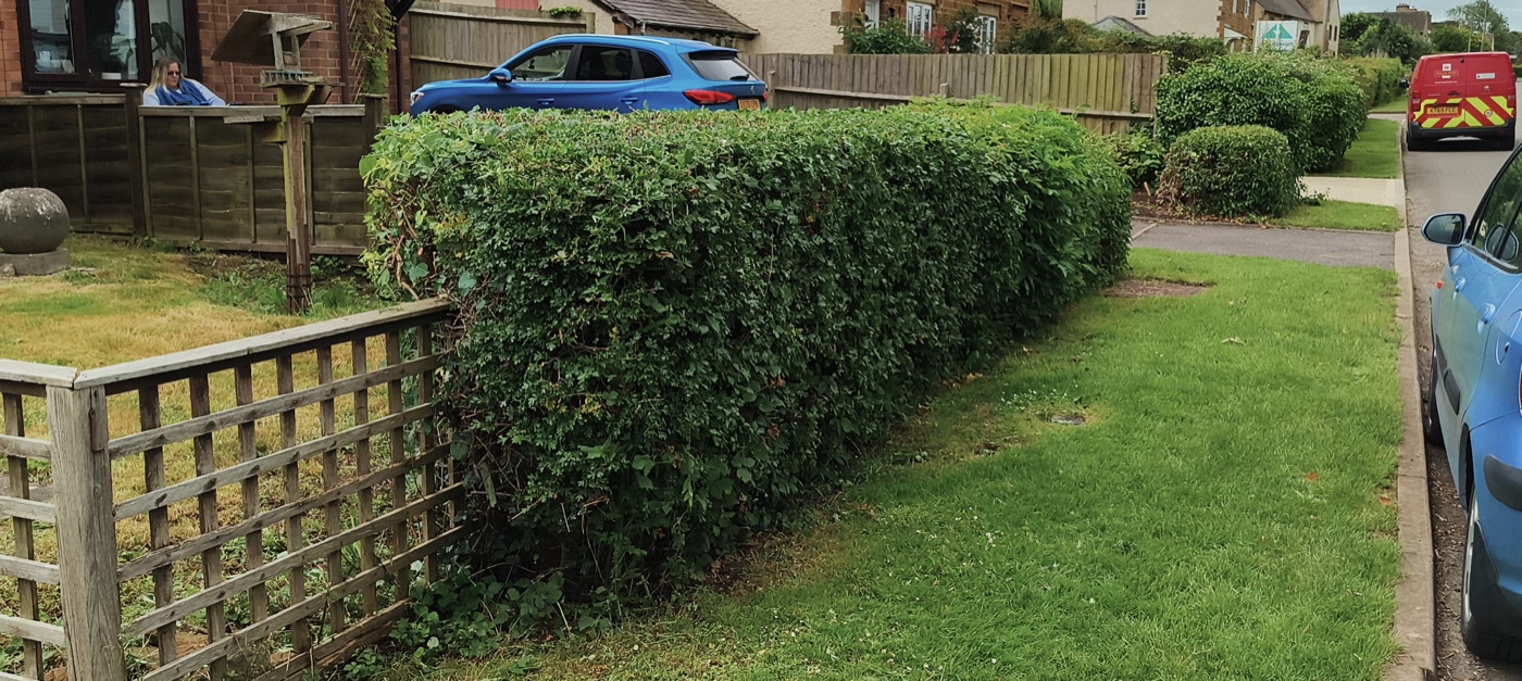 After photo of hedge trimmed and tidied