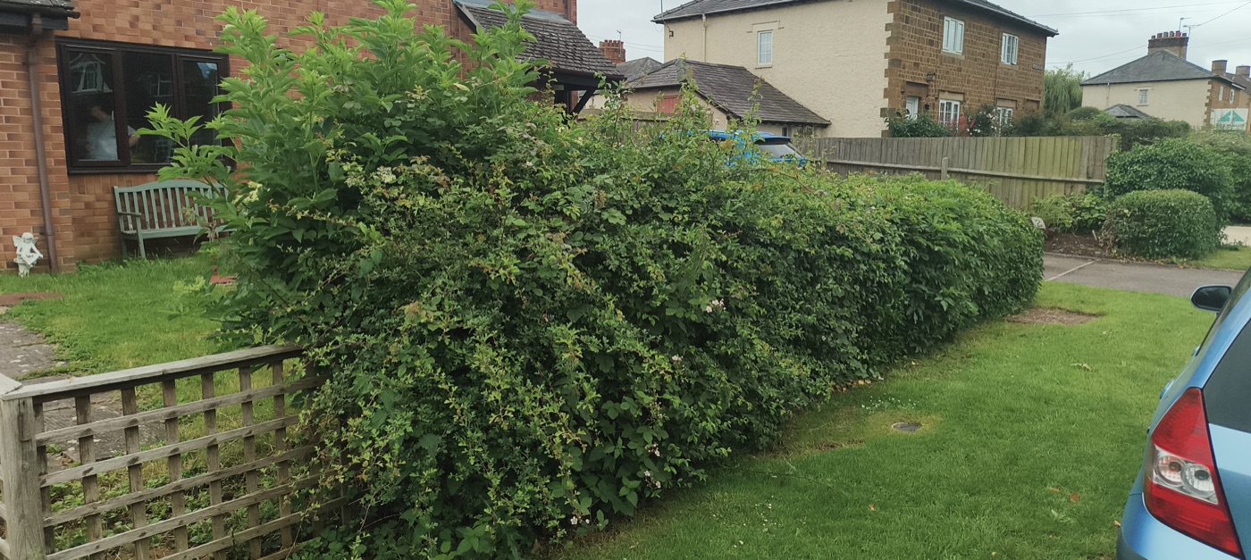 Before photo of overgrown hedge