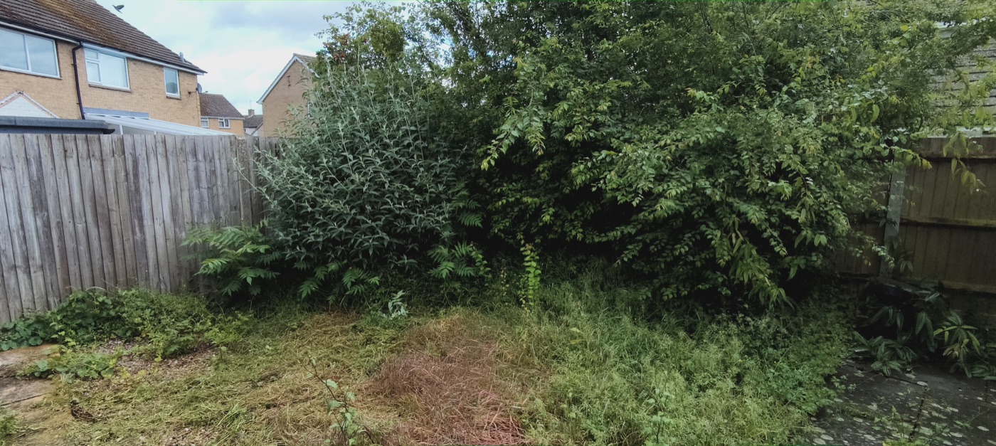 Before photo of rear garden overgrown with hedges and vegetation