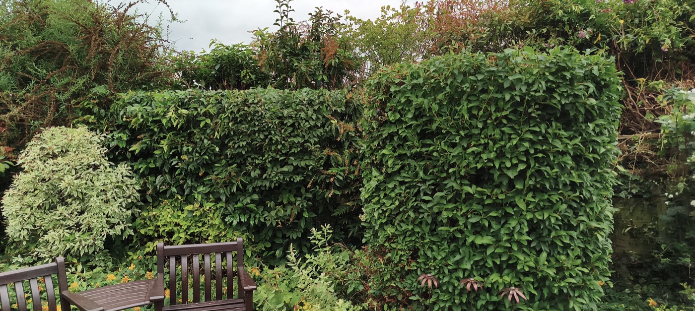 After photo of large hedge cut and squared off