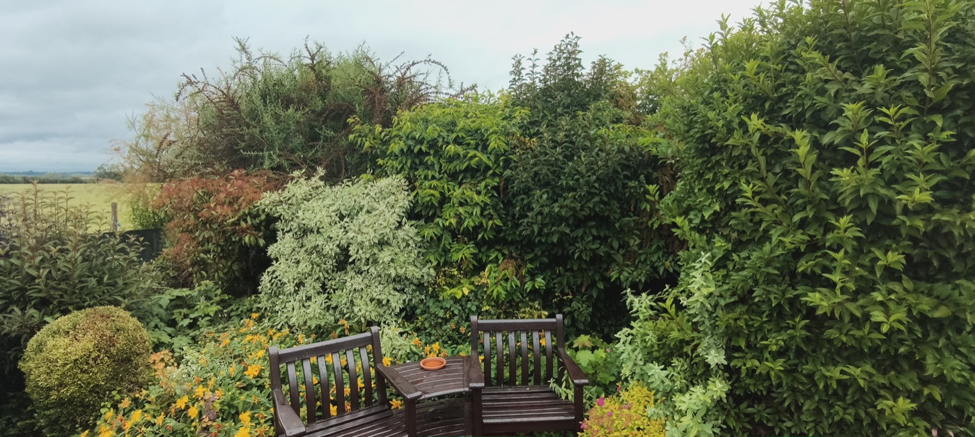 Before photo of large hedge needing cutting